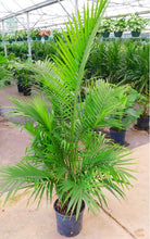 Load image into Gallery viewer, Palm Tree Presale for Furniture Market Rentals