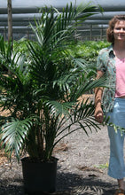 Load image into Gallery viewer, Palm Tree Presale for Furniture Market Rentals