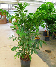 Load image into Gallery viewer, Palm Tree Presale for Furniture Market Rentals