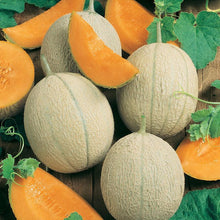 Load image into Gallery viewer, Hearts of Gold Melon Seeds (Organic)