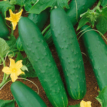 Load image into Gallery viewer, Double Yield Cucumber Seeds (Organic)