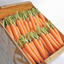 Load image into Gallery viewer, Napoli Carrot Seeds (Organic)