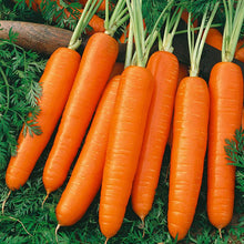 Load image into Gallery viewer, Scarlet Nantes Carrot Seeds (Organic)