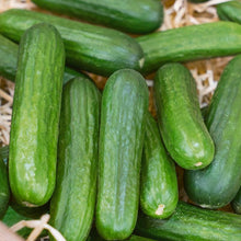 Load image into Gallery viewer, Muncher Cucumber Seeds (Organic)