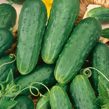 Load image into Gallery viewer, Homemade Pickles Cucumber Seeds (Organic)