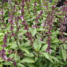 Load image into Gallery viewer, Thai Basil Seeds (Organic)