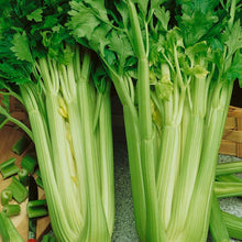 Load image into Gallery viewer, Tall Utah Celery Seeds (Organic)