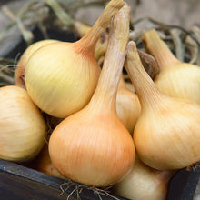 Load image into Gallery viewer, Walla Walla Onion Seeds (Organic)