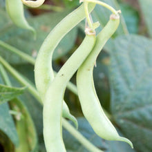 Load image into Gallery viewer, Tendergreen Bush Bean Seeds (Organic)