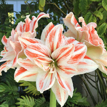 Load image into Gallery viewer, Amaryllis - Dancing Queen