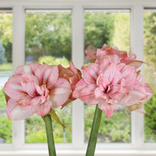 Load image into Gallery viewer, Amaryllis - Replay