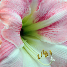 Load image into Gallery viewer, Amaryllis - Apple Blossom