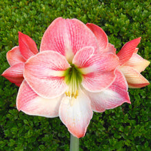 Load image into Gallery viewer, Amaryllis - Apple Blossom