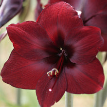 Load image into Gallery viewer, Amaryllis - Benfica
