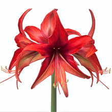 Load image into Gallery viewer, Amaryllis - Bogota