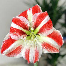 Load image into Gallery viewer, Amaryllis - Clown