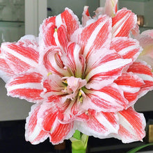 Load image into Gallery viewer, Amaryllis - Dancing Queen