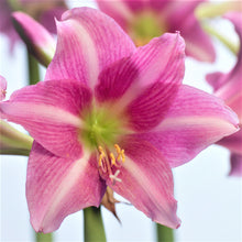 Load image into Gallery viewer, Amaryllis - Estella