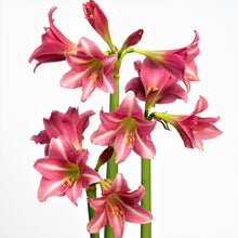Load image into Gallery viewer, Amaryllis - Estella