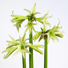Load image into Gallery viewer, Amaryllis - Evergreen
