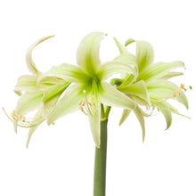 Load image into Gallery viewer, Amaryllis - Evergreen