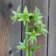 Load image into Gallery viewer, Amaryllis - Evergreen