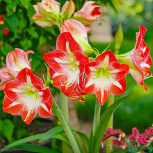 Load image into Gallery viewer, Amaryllis - Minerva