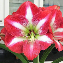 Load image into Gallery viewer, Amaryllis - Monte Carlo
