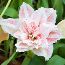 Load image into Gallery viewer, Amaryllis - Nymph
