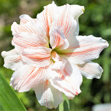 Load image into Gallery viewer, Amaryllis - Nymph
