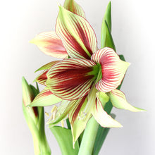 Load image into Gallery viewer, Amaryllis - Papillio Butterfly