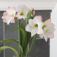 Load image into Gallery viewer, Amaryllis - Picotee