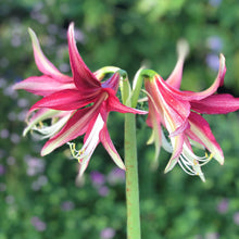 Load image into Gallery viewer, Amaryllis - Quito