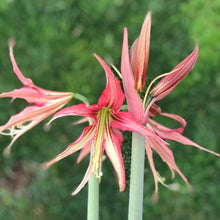 Load image into Gallery viewer, Amaryllis - Quito