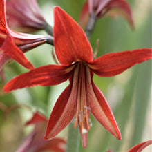 Load image into Gallery viewer, Amaryllis - Sumatra