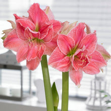 Load image into Gallery viewer, Amaryllis - Sweet Nymph