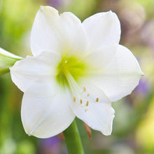 Load image into Gallery viewer, Amaryllis - White Christmas