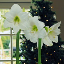 Load image into Gallery viewer, Amaryllis - White Christmas