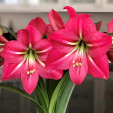 Load image into Gallery viewer, Amaryllis - Pink Flush