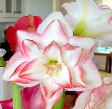 Load image into Gallery viewer, Amaryllis - Blossom Peacock