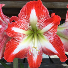 Load image into Gallery viewer, Amaryllis - Minerva