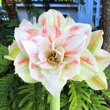Load image into Gallery viewer, Amaryllis - Nymph