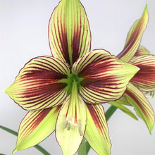 Load image into Gallery viewer, Amaryllis - Papillio Butterfly