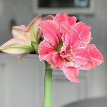 Load image into Gallery viewer, Amaryllis - Sweet Nymph