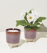Load image into Gallery viewer, Glow & Grow Kits