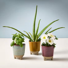 Load image into Gallery viewer, Glow & Grow Kits