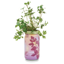 Load image into Gallery viewer, Garden Jars - Organic Herbs