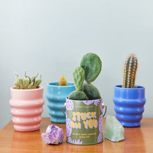 Load image into Gallery viewer, Complimentary Colors Grow Kits