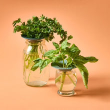 Load image into Gallery viewer, Produce Keepers, 2pk