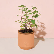 Load image into Gallery viewer, Pet Tiny Terracotta Grow Kits